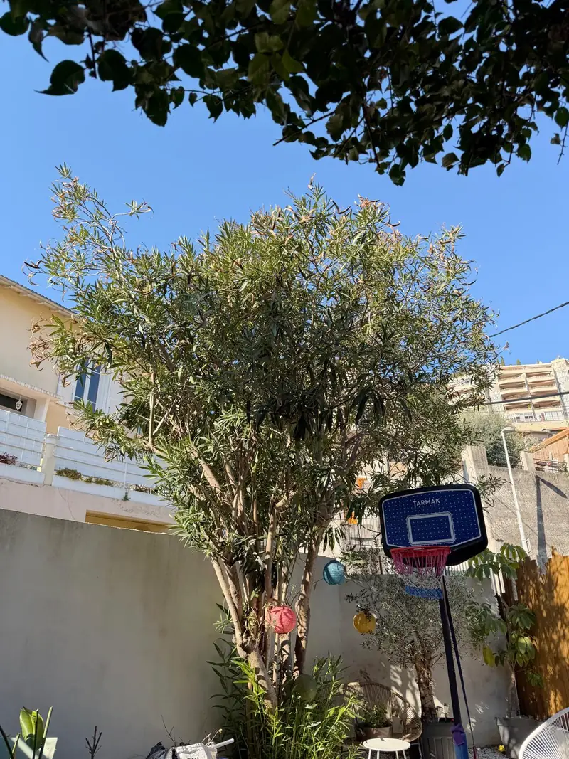 Avant : arbre de cour à la ramure touffue devant un mur, panier de basket à côté