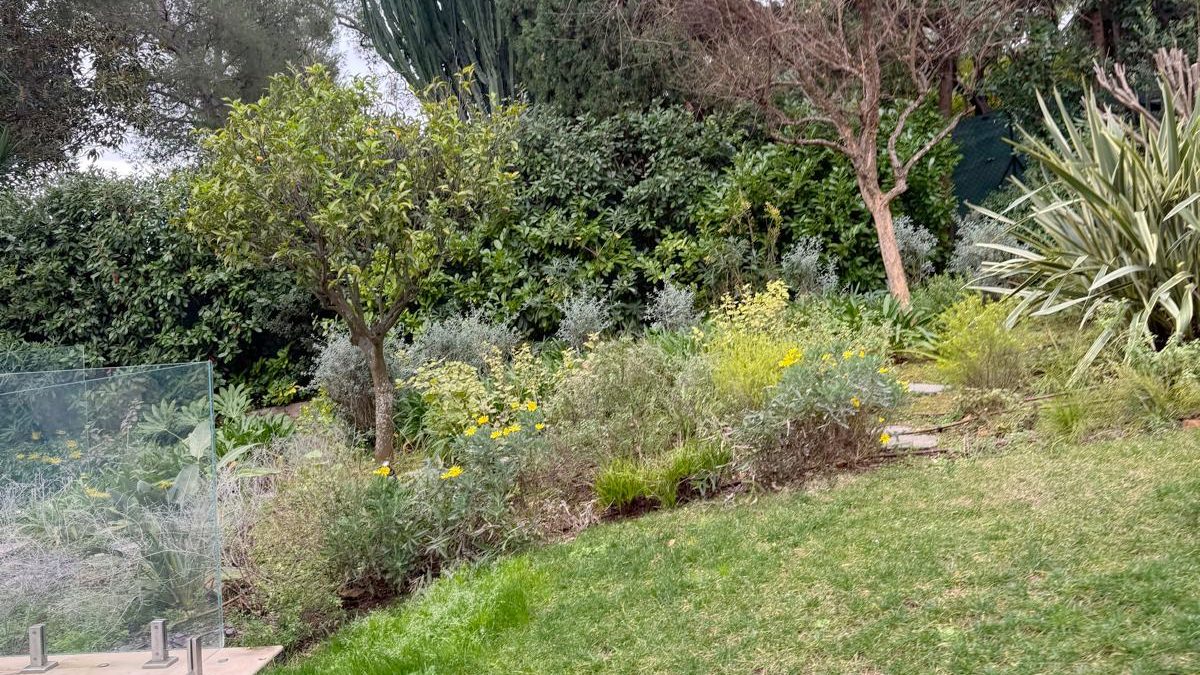 Jardin en pente : pelouse tondue, massifs fleuris de jaune, petit arbre à tête ronde, agaves, cyprès et grands pins au fond