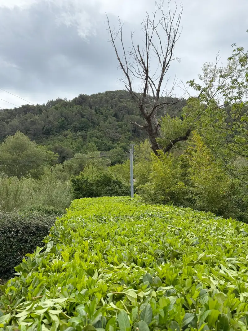 Après : la même haie taillée, dessus droit et côtés nets, devant les collines boisées