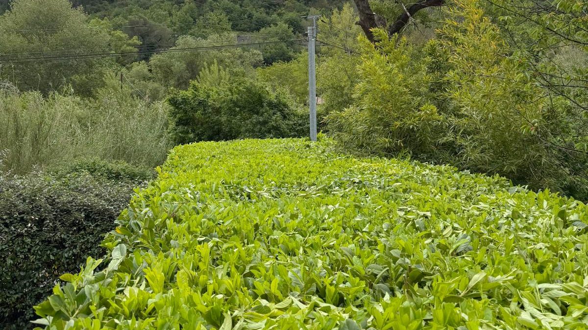 Haie taillée, dessus droit et côtés nets, aux feuilles vert tendre, devant des collines boisées