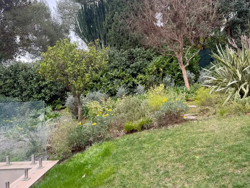 Jardin en pente : pelouse tondue, massifs fleuris de jaune, petit arbre à tête ronde, agaves, cyprès et grands pins au fond