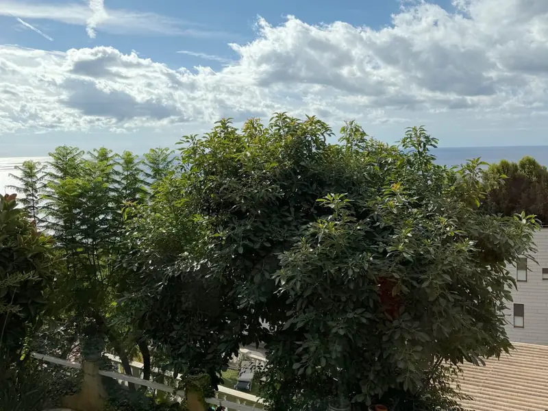 Jardin arboré vu d'une terrasse : grands arbres feuillus, allée dallée et portillon blanc, la mer à l'horizon sous les nuages