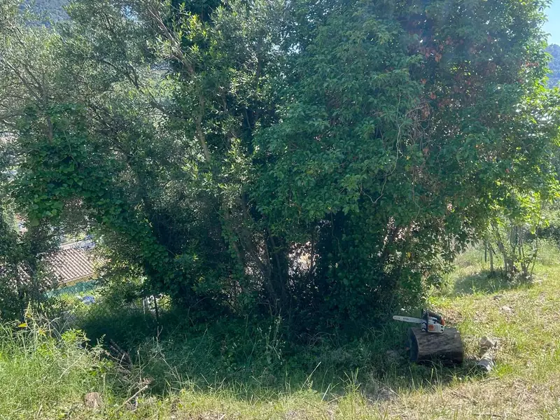 Gros massif d'arbustes conservé au milieu d'un terrain fauché, tronçonneuse posée sur une souche