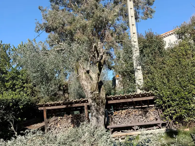 Grand olivier derrière un abri à bois rempli de bûches, ses branches coupées en tas au premier plan