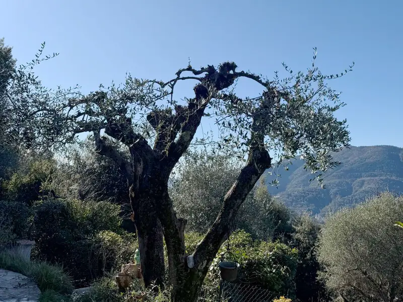 Vieil olivier taillé, sa ramure allégée découpée sur le ciel bleu, la montagne au fond
