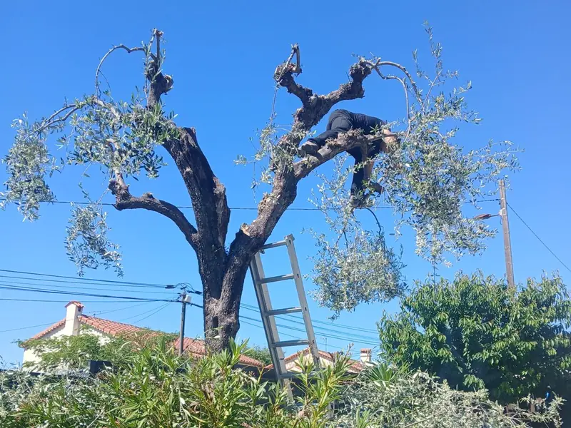 Vieil olivier aux branches coupées net, le jardinier assis dans l'arbre, échelle contre le tronc, sacs de coupes sur un gabion