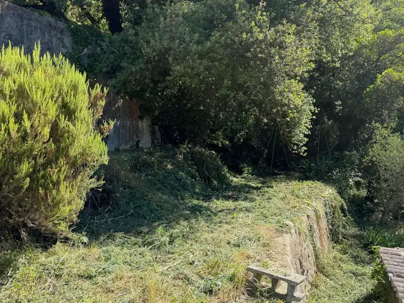 Restanque à l'herbe fauchée au pied de grands arbres, mur de pierre sèche dégagé