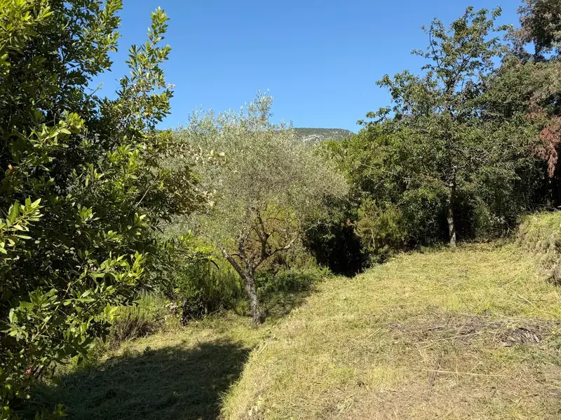 Restanques fauchées entre des oliviers et des arbres fruitiers, sous un ciel bleu
