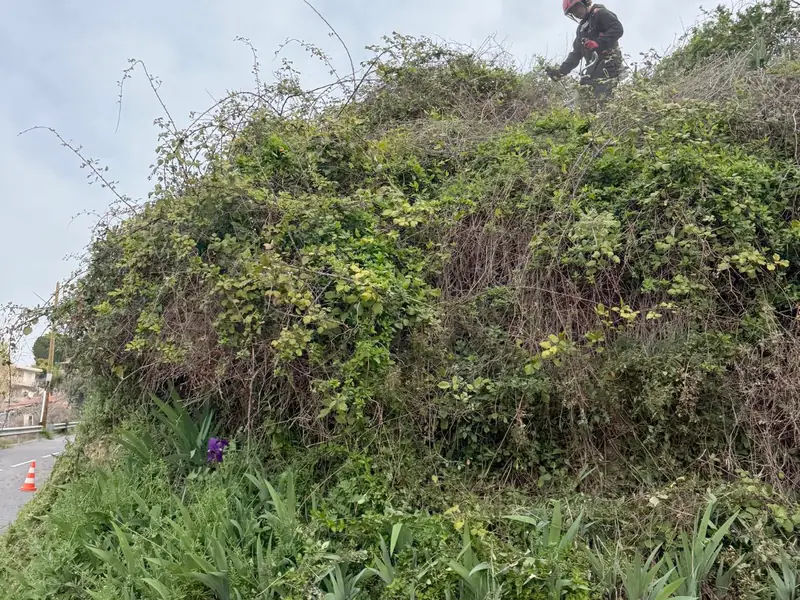 Jardinier casqué au sommet d'un talus envahi de ronces et de grimpantes, au-dessus d'un muret rose