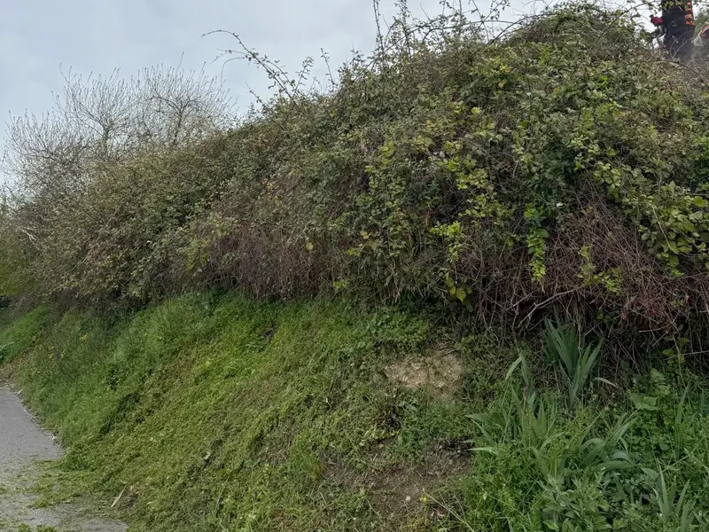 Talus au pied fauché le long d'un trottoir, ronces encore en haut où travaille le jardinier casqué